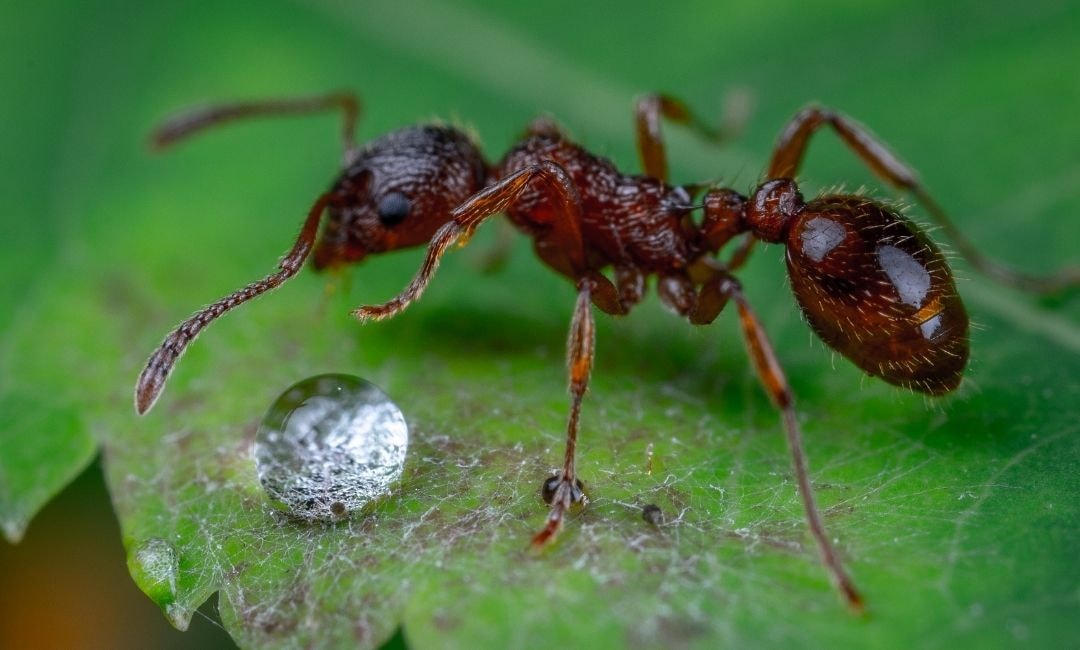 prevent ants