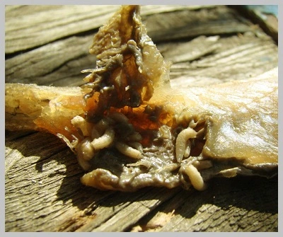 maggots feed on food scraps