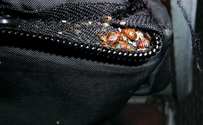 Guarding Your Luggage: A Complete Bed Bug Protection Guide