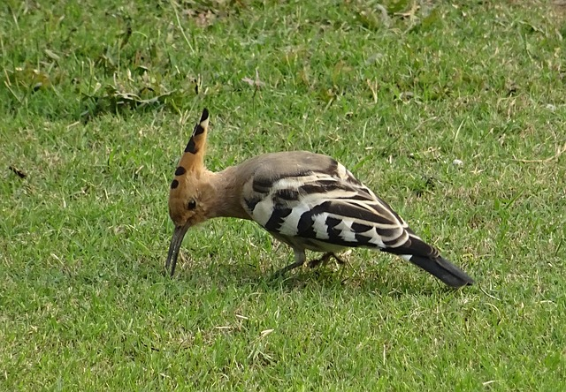 bird, avian, hoopoe