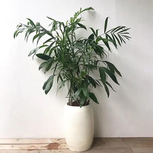  houseplant, not toxic palm