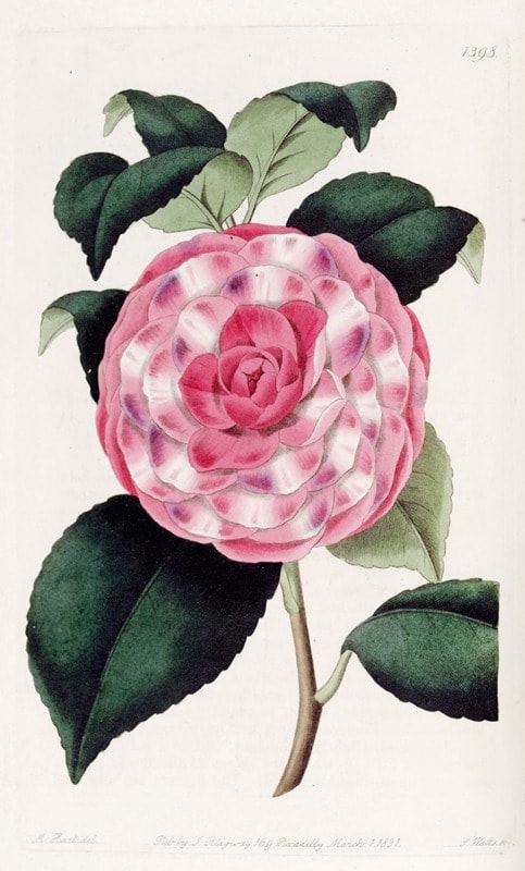 roses meaning in victorian era included grace and admiration for the pink rose pictured above