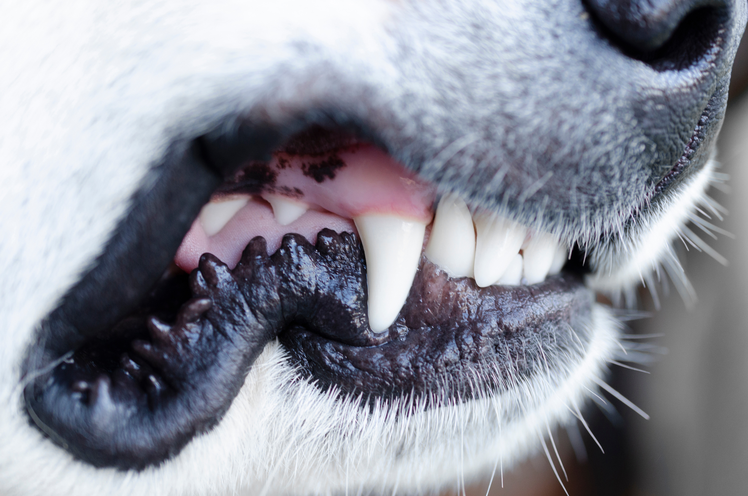 A Close-Up Image Of A Dog'S Teeth Being Brushed With A Toothbrush And Toothpaste Containing Ascophyllum Nodosum For Dogs, A Natural Ingredient Known For Promoting Oral Health In Dogs.