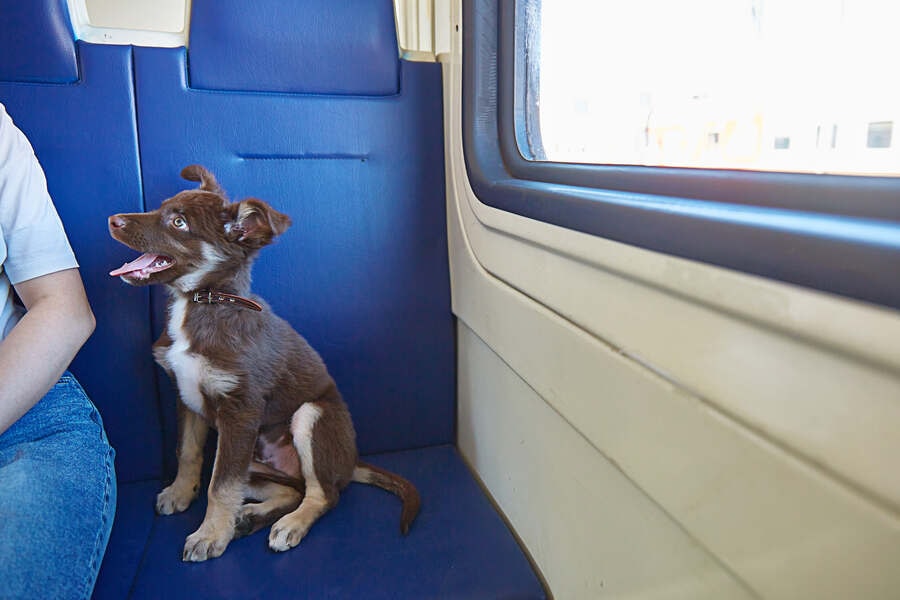 Traveling with your canine pet