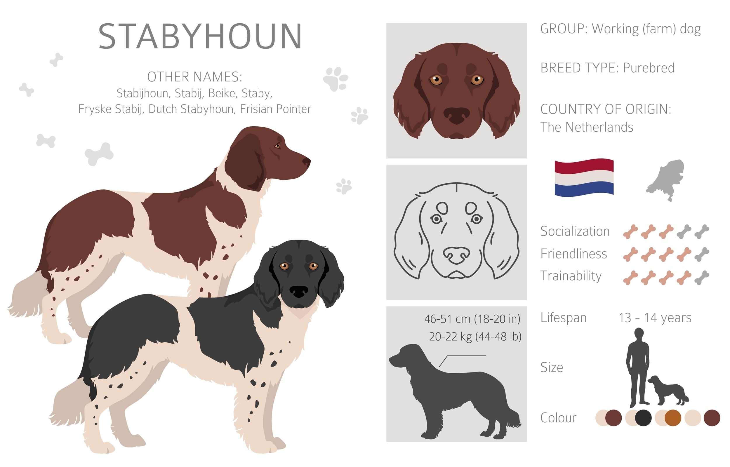 An infographic showing various facts about the Stabyhoun dog breed