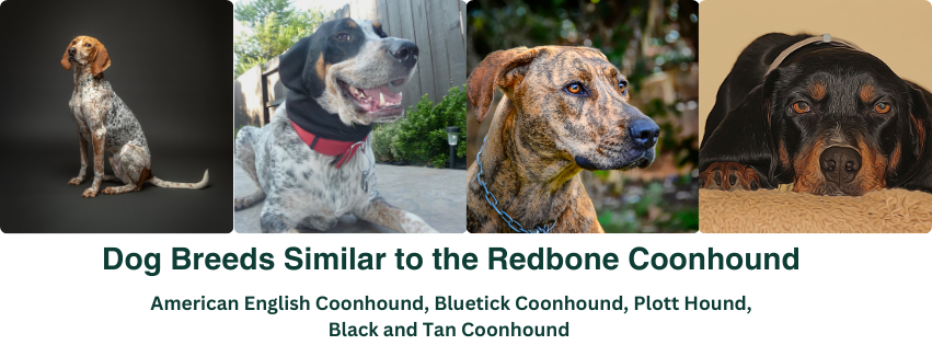 A photo collage of dog breeds similar to the Redbone