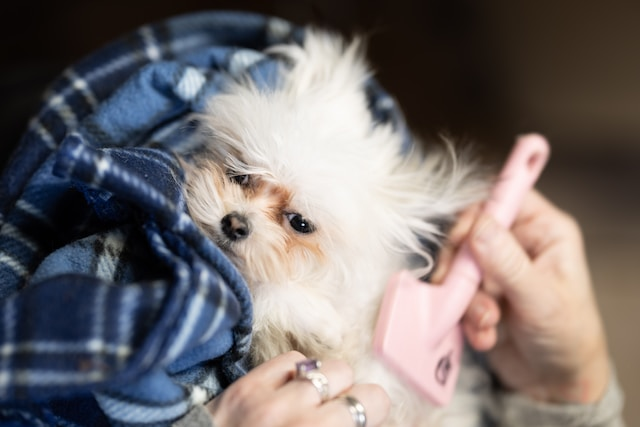 Hand Brushing A Small Sleepy White Dog