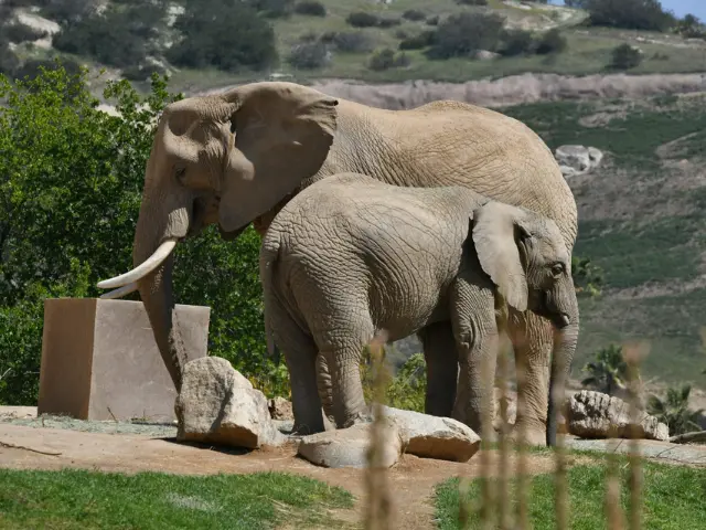 Things to Do in California for Families - San Diego Zoo