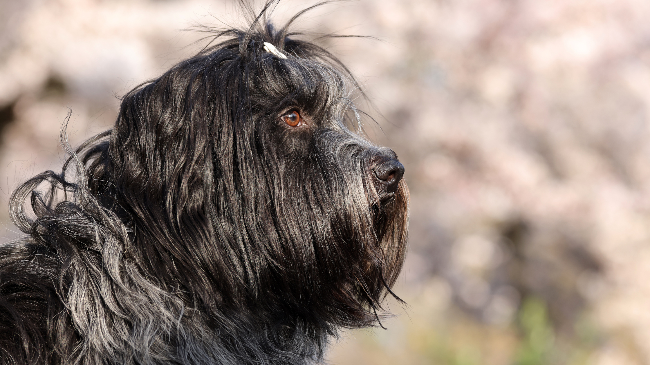 A sideview close up of the Schapendoes dog breed