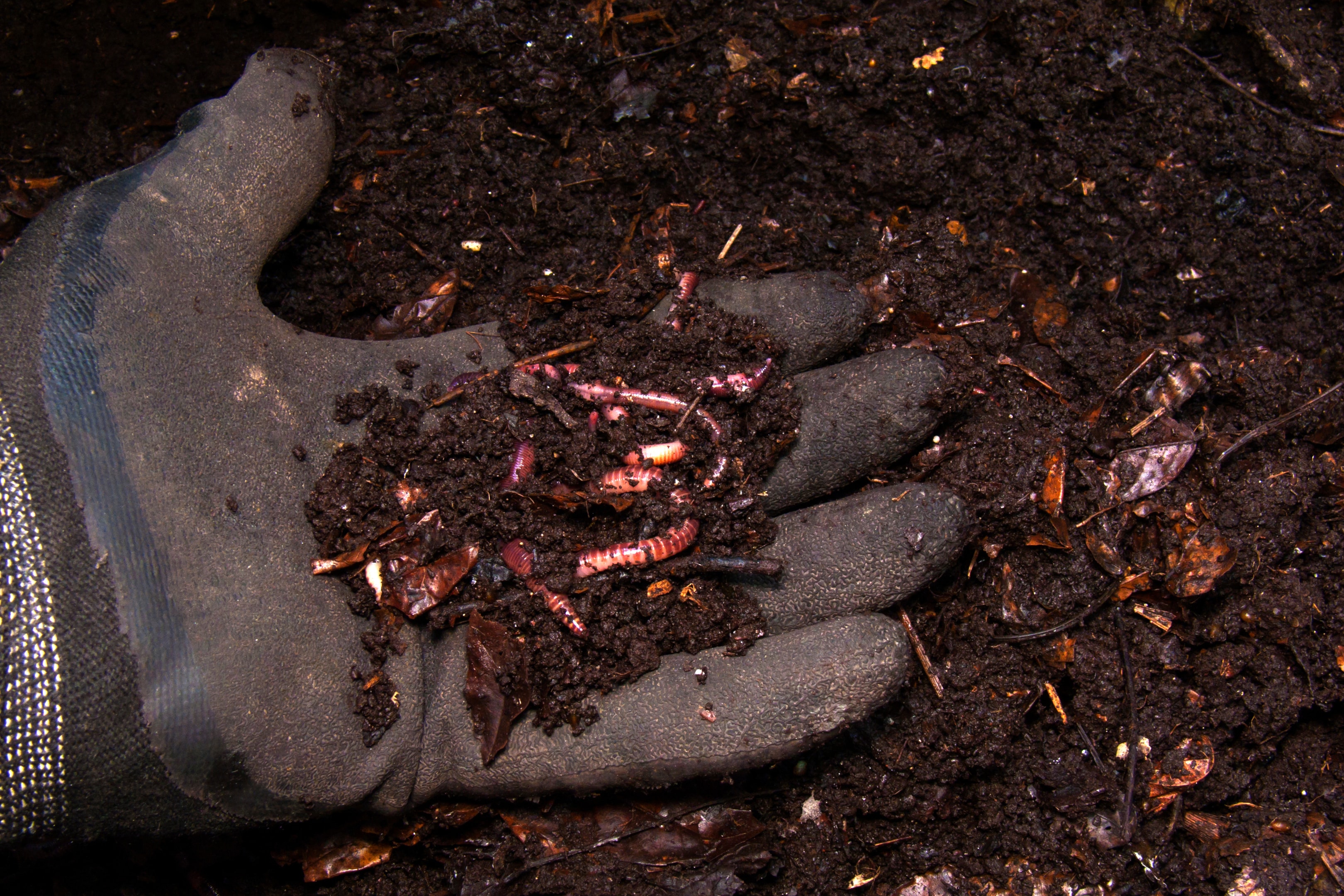 Organic soil amendments and natural growing techniques allow home growers to produce cannabis without synthetic chemicals, which some consumers prefer for health reasons.