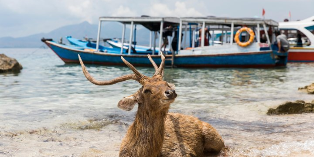 West Bali National Park