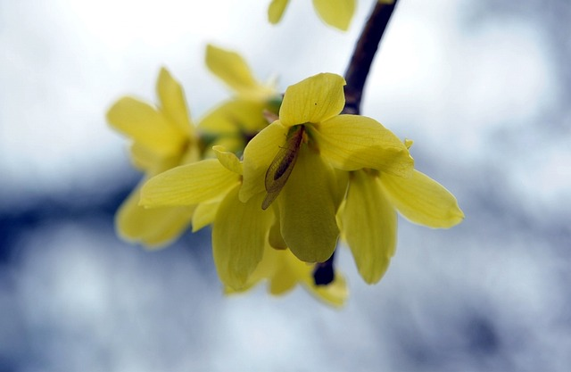 berberine alice, nature, insect