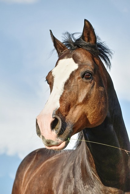 A portrait photo of a Quarter Horse