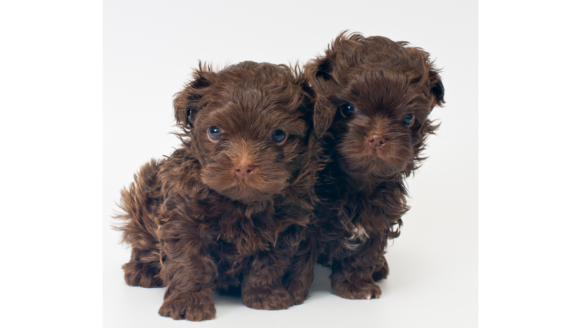 Two RTB puppies on a white background
