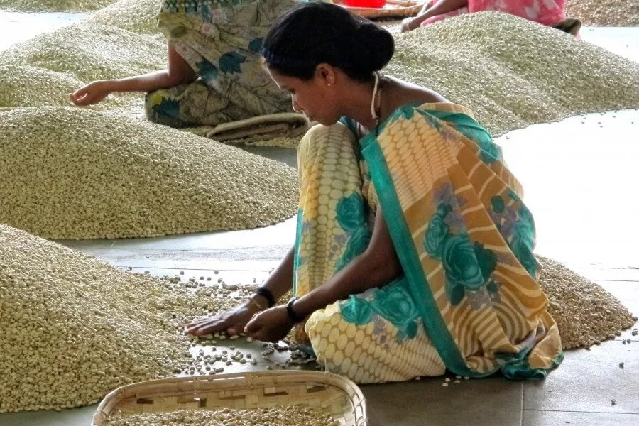 sorting monsoon malabar coffee beans in india
