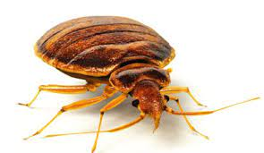 41 Bed bug PNG images for free download-