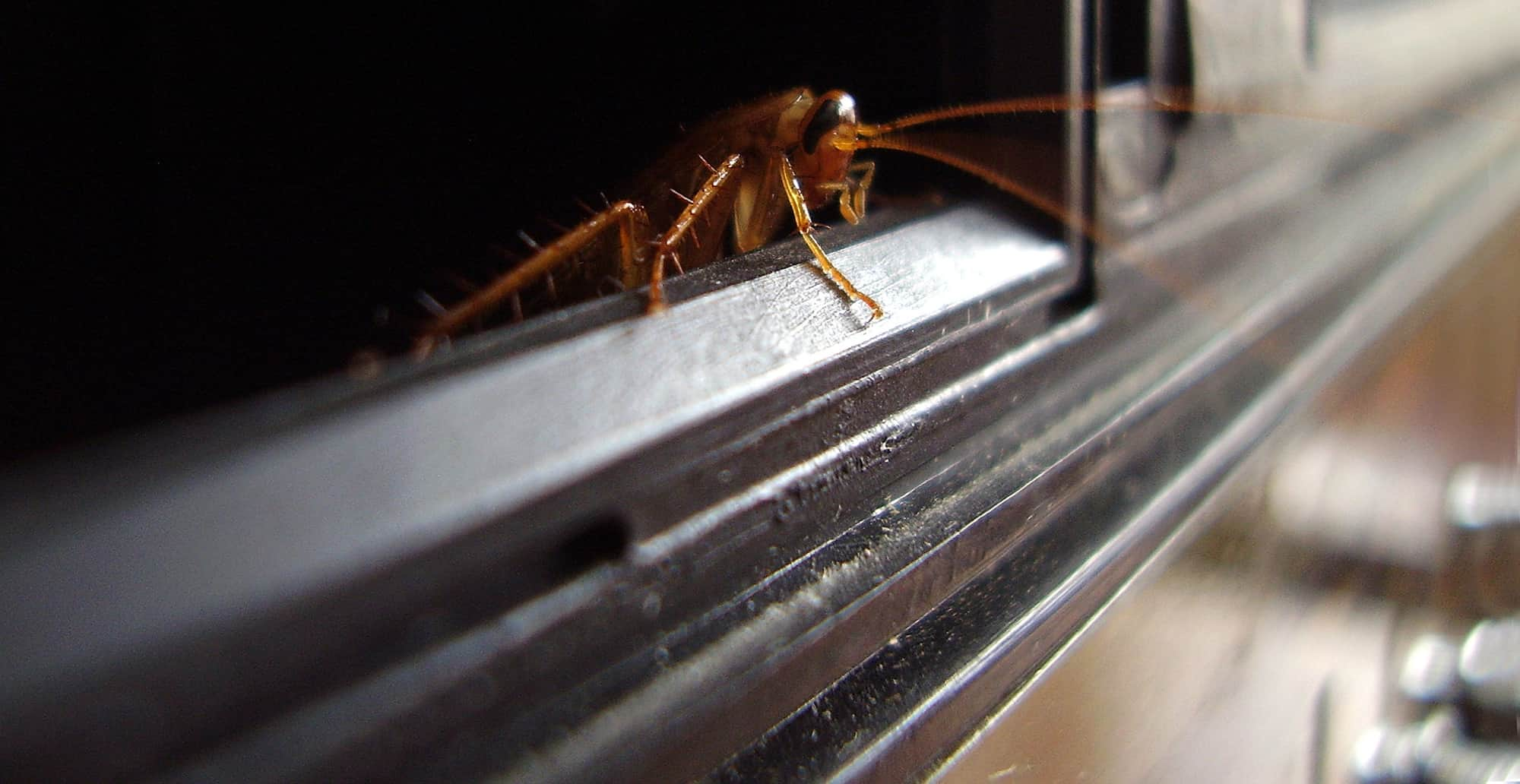 Banish Roaches from Electronics: Ultimate Guide