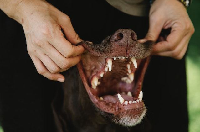 Best way to clean outlet plaque off dog's teeth