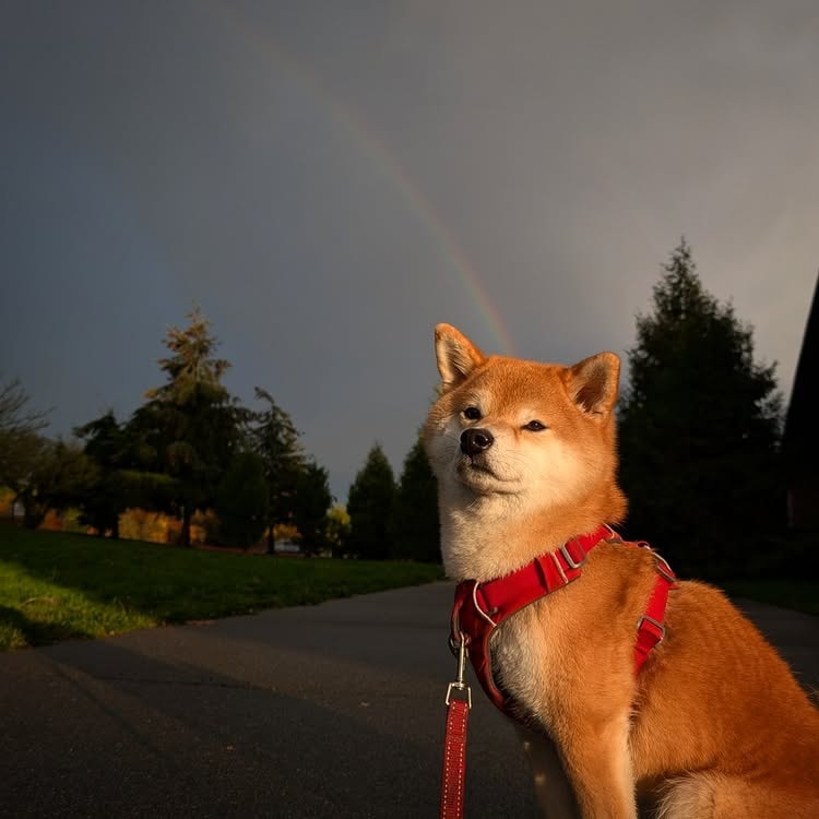 shiba inu posing with a half crest rainbow at the background. 