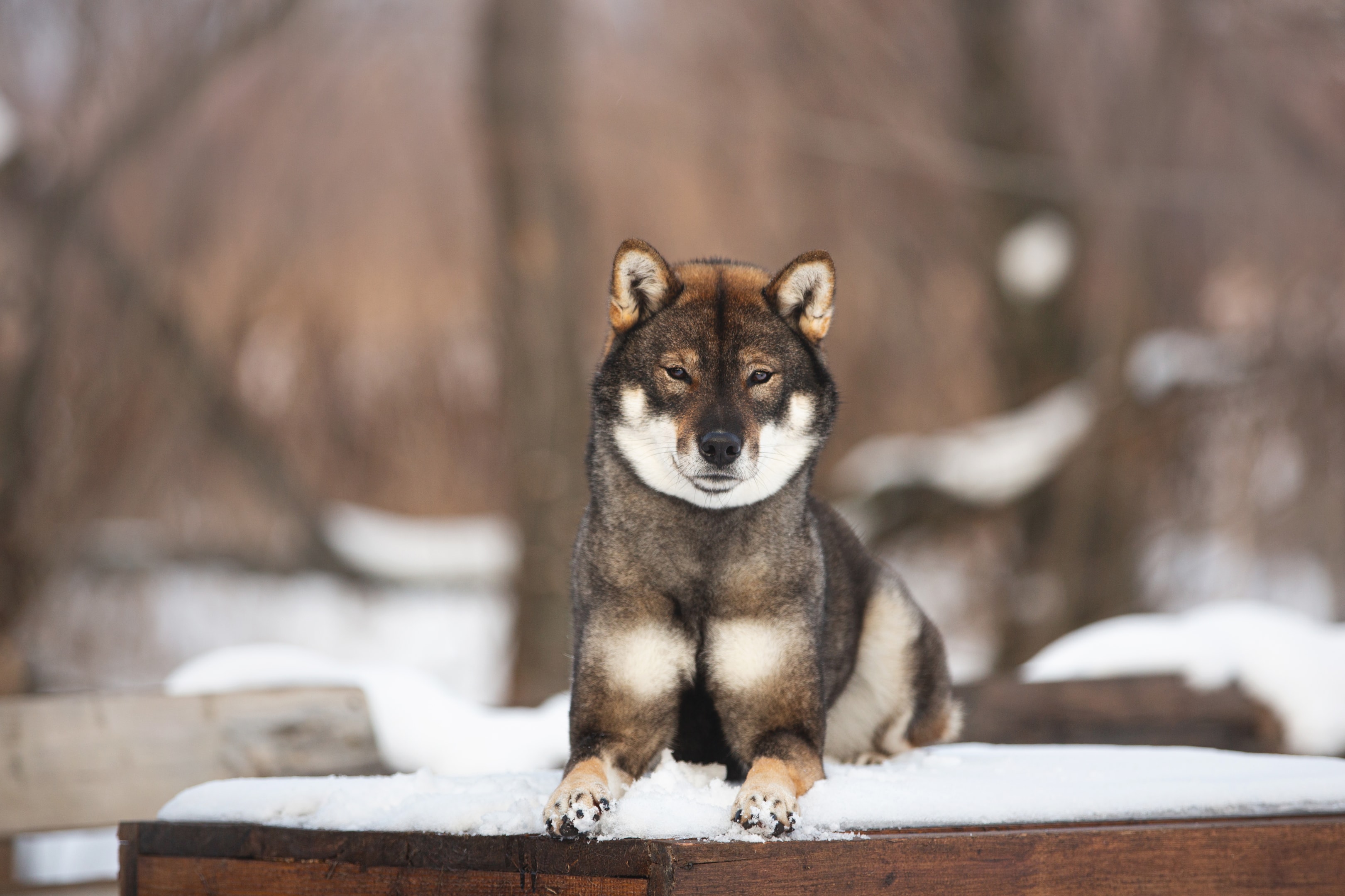 A close view photo of a Shikoku dog's face