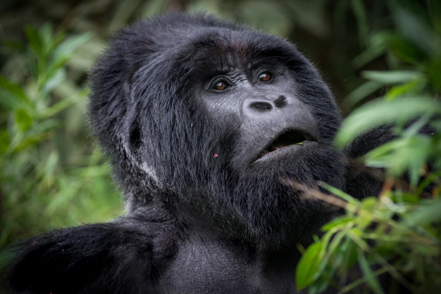 Gorilla trekking in Uganda -Uganda gorilla safaris