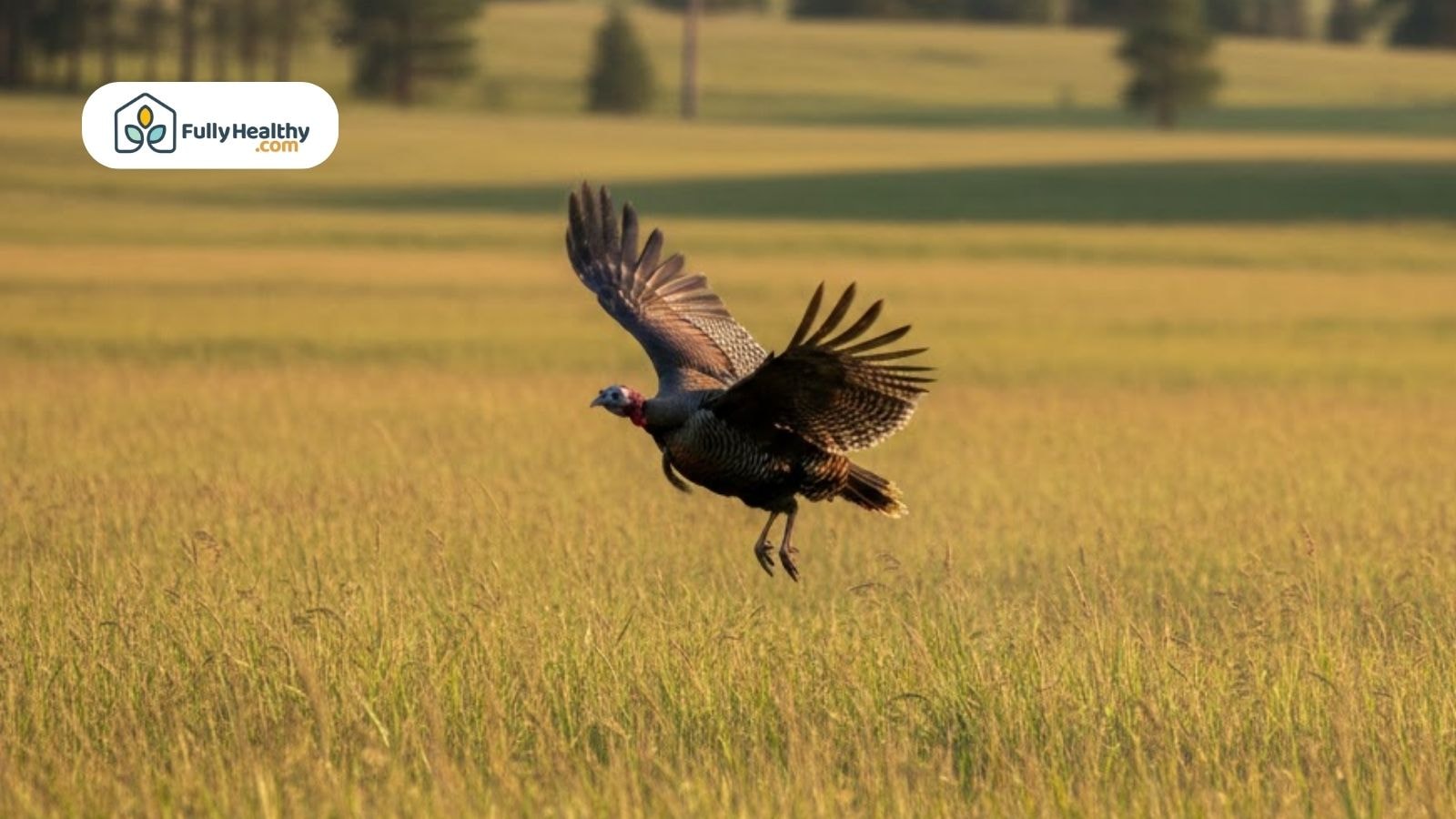 Wild turkey flying low over open grassland using strong wings during a short burst of flight.