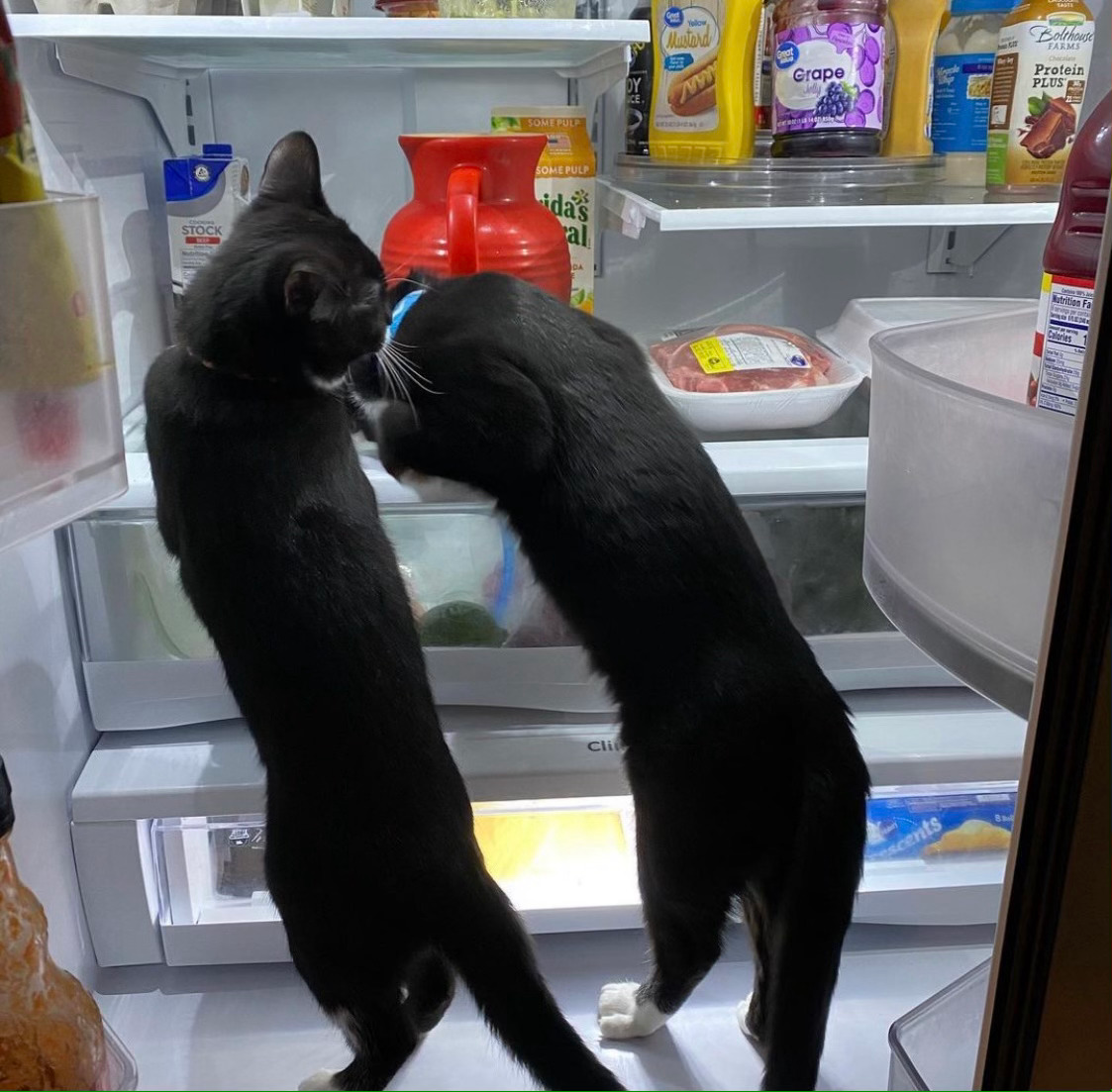 What Can Cats Eat From The Fridge?