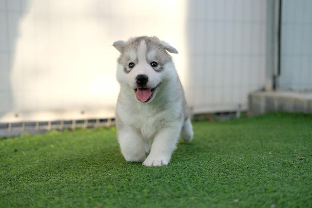 husky, siberian husky, dog