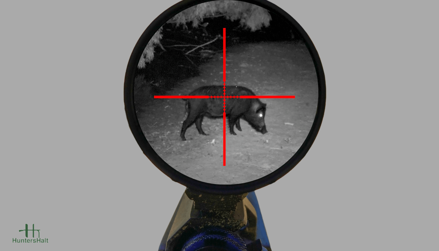 picture of a night vision scope targeting a wild hog