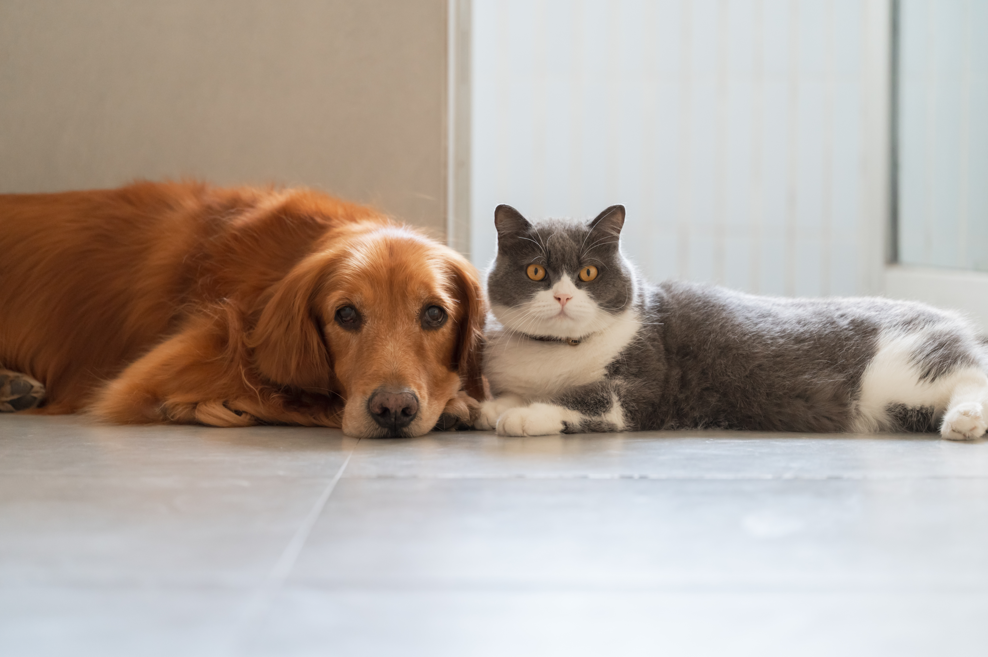 https://www.istockphoto.com/de/foto/britisch-kurzhaar-und-golden-retriever-verstehen-sich-gm1445601393-483957011?phrase=hund%20und%20katze