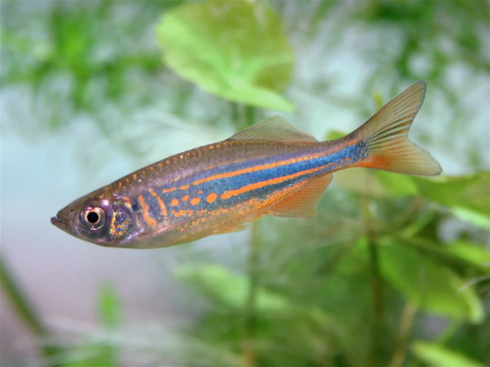 Choose the right species of fish