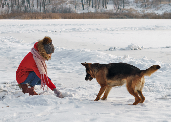 A German Shepherd in cold weather