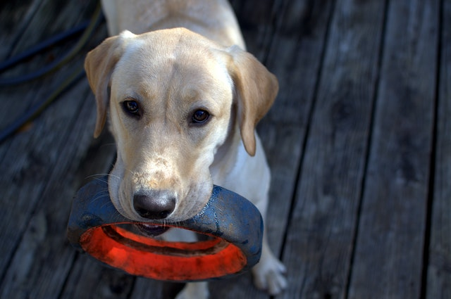 How to clean shop dog rope toys