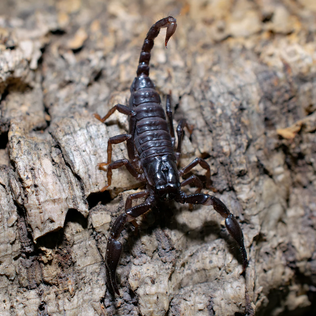 Scorpion Habitat & Distribution: Unveiling Secrets of Enigmatic Realms