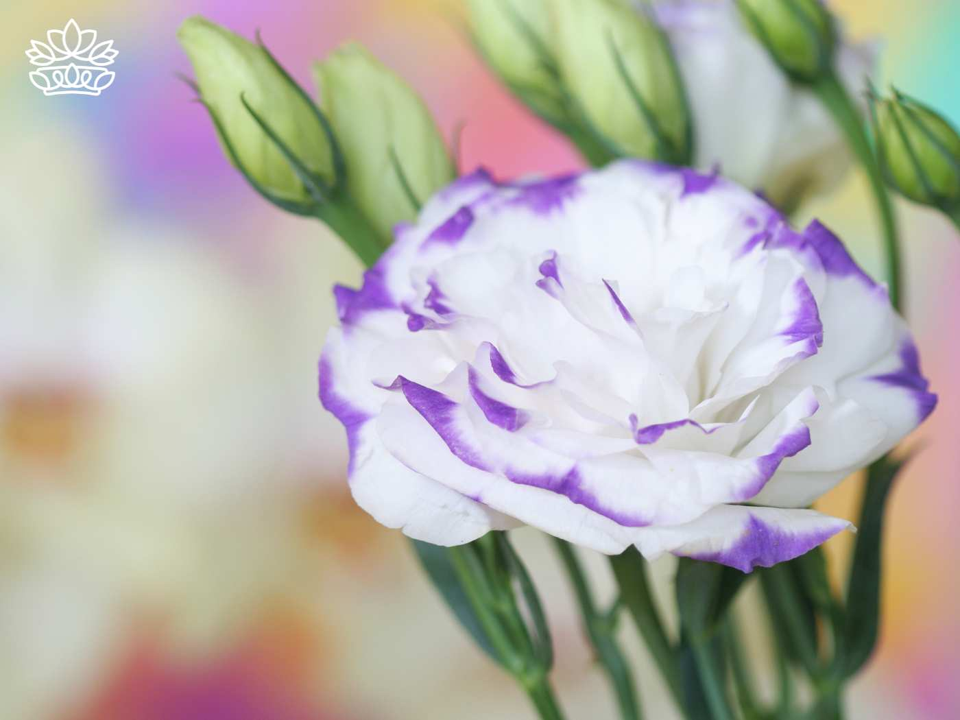 Close-up of a striking white and purple lisianthus flower with soft focus on its delicate petals, part of the Lisianthus Collection by Fabulous Flowers and Gifts. This image beautifully captures the intricate details and vibrant colours of the bloom.