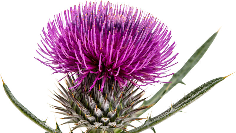 diese Pflanze soll bei der Entgiftung der Leber eine wichtige Rolle spielen