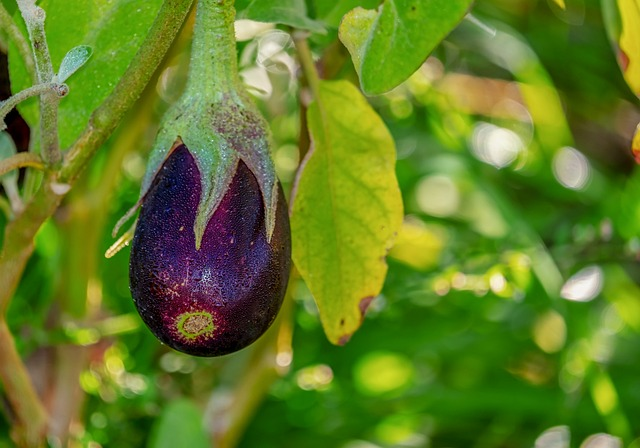 eggplant, solanum melongena, field