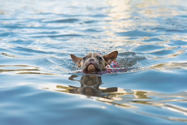 Brown Dog Swimming On Water