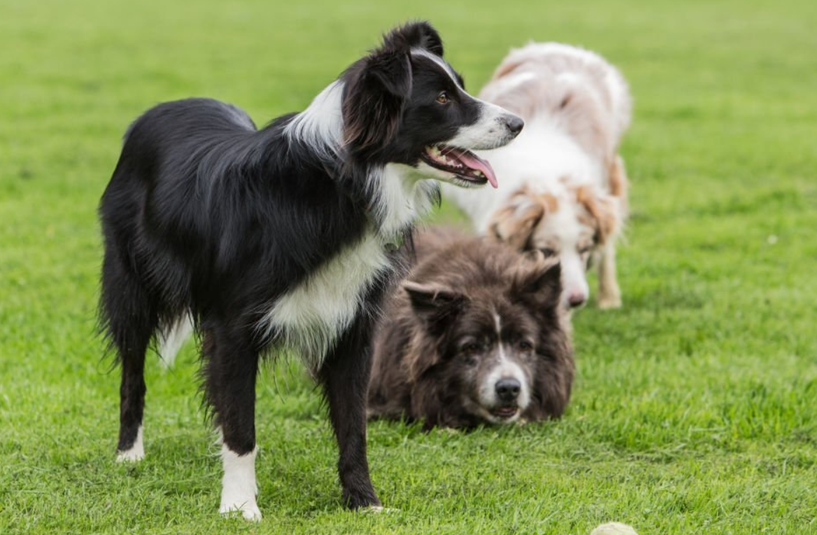 Border Collie Lab Mix Breed Profile & complete Guide