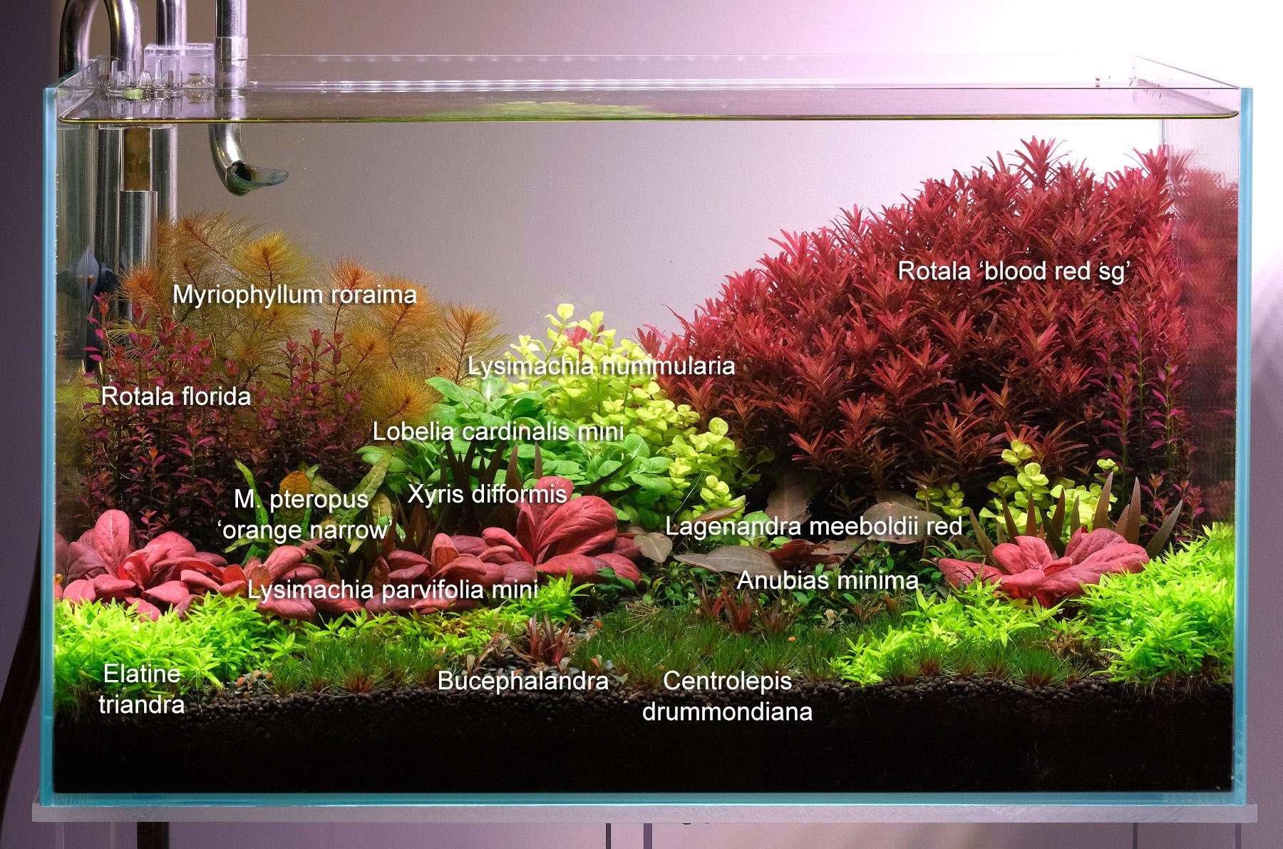 picture of dutch style aquarium with plant names