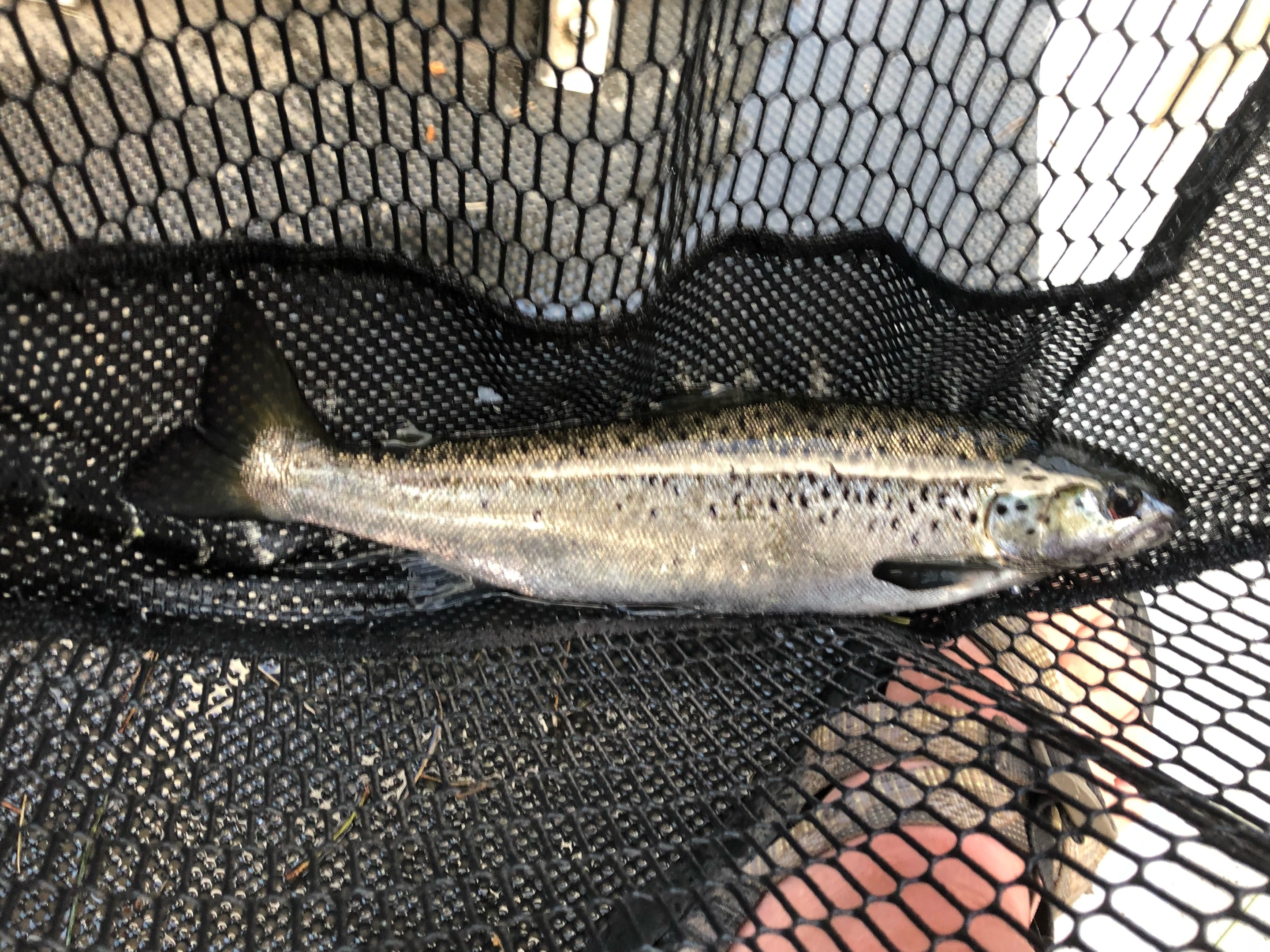 Maine's Landlocked Salmon