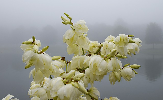 rain-wet yucca flowers, morning fog, fog