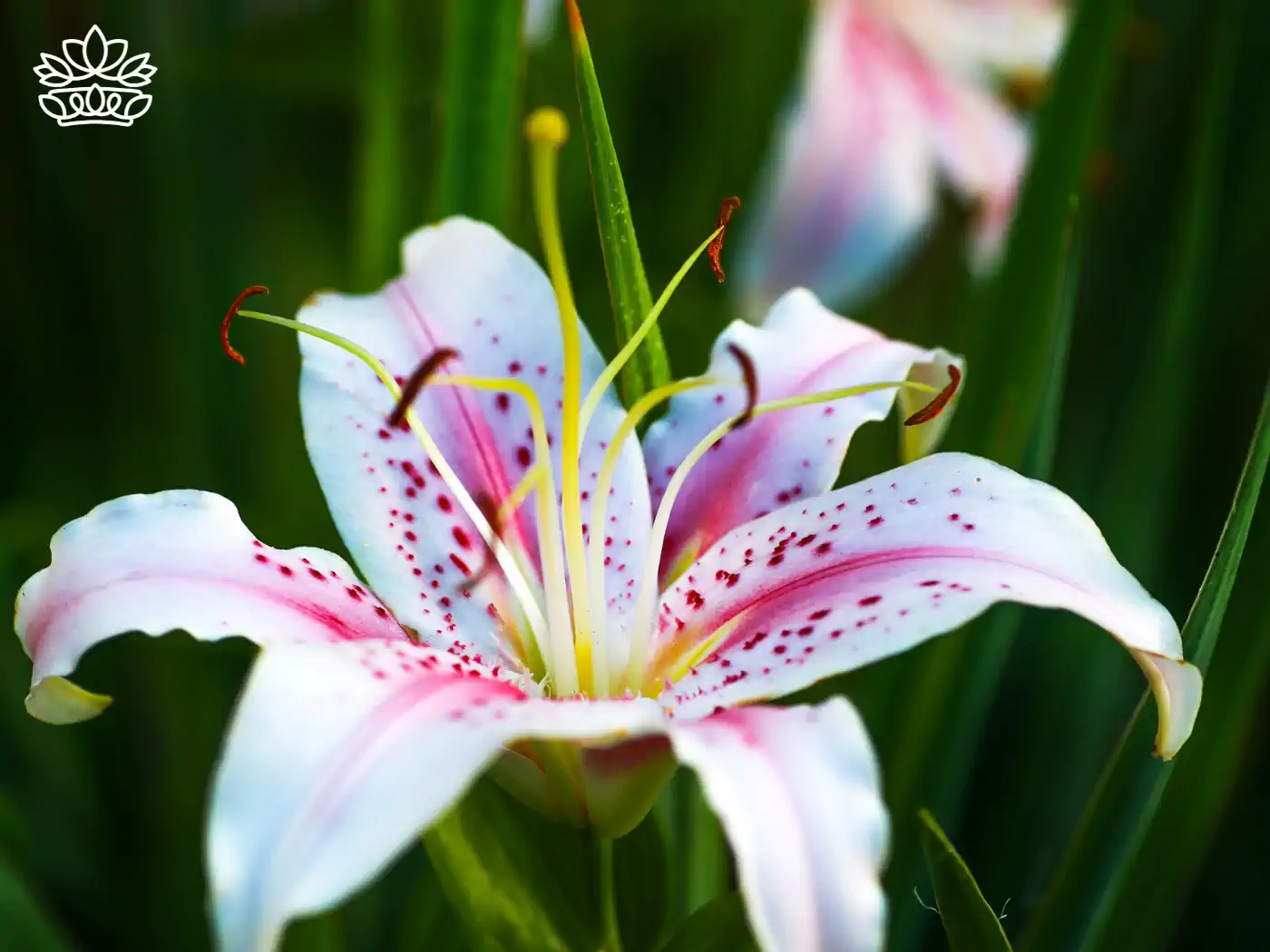**Elegant pink and white stargazer lily with delicate speckles and graceful petals. Fabulous Flowers and Gifts.**