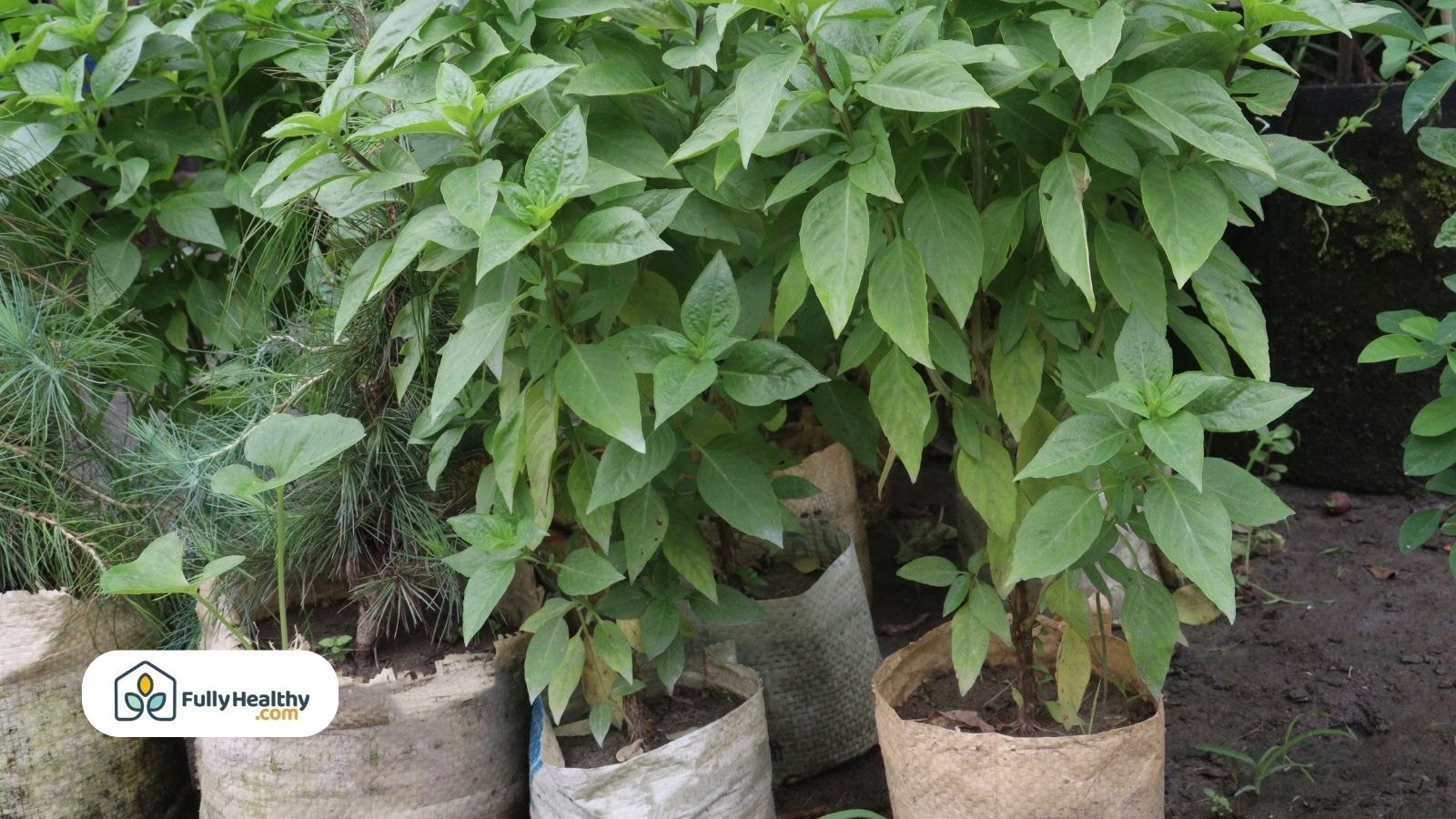 Basil plants growing in fabric pots in an outdoor shaded garden area