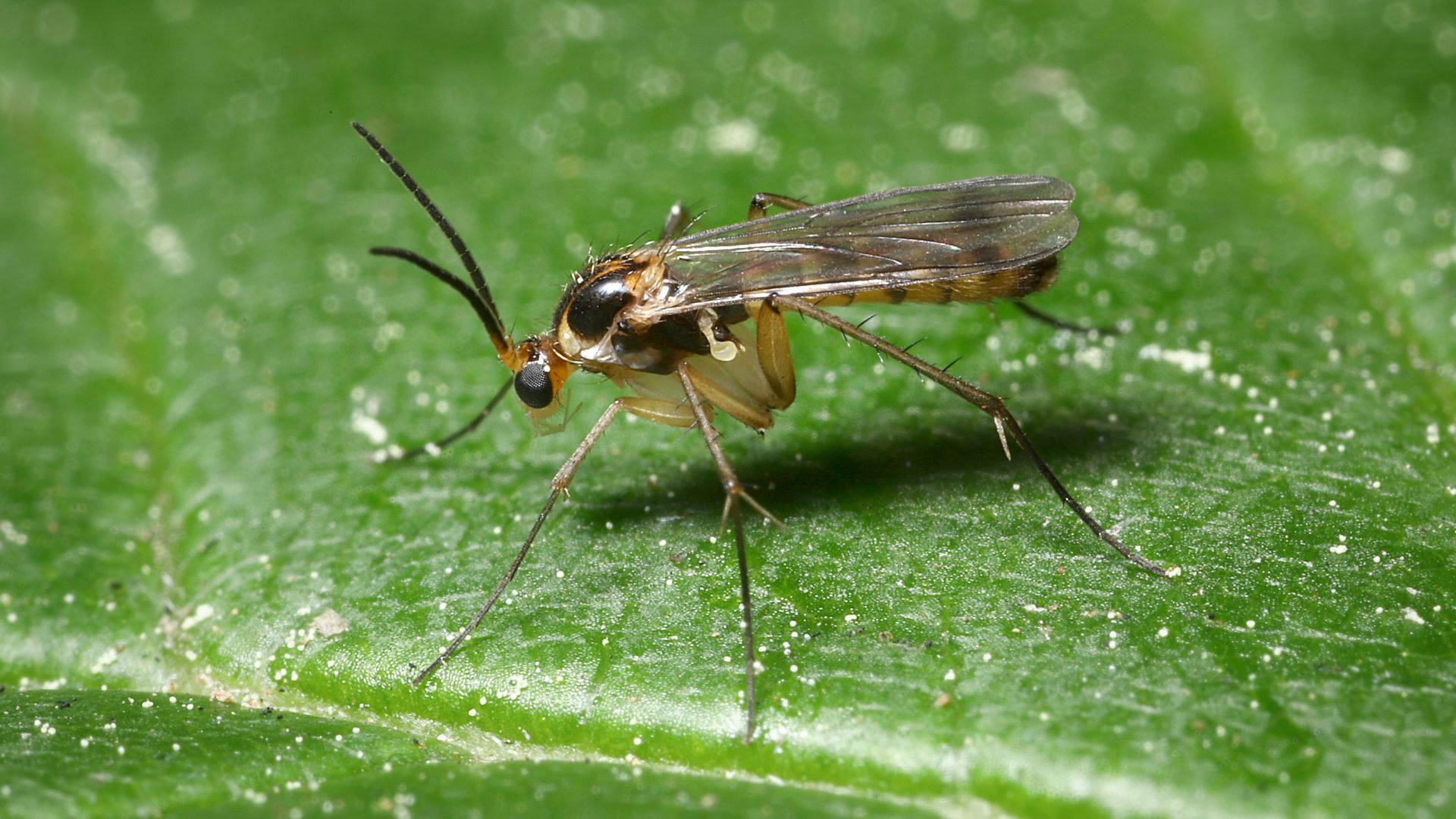 An close-up image of a fungust gnat on a house plant leaf. 