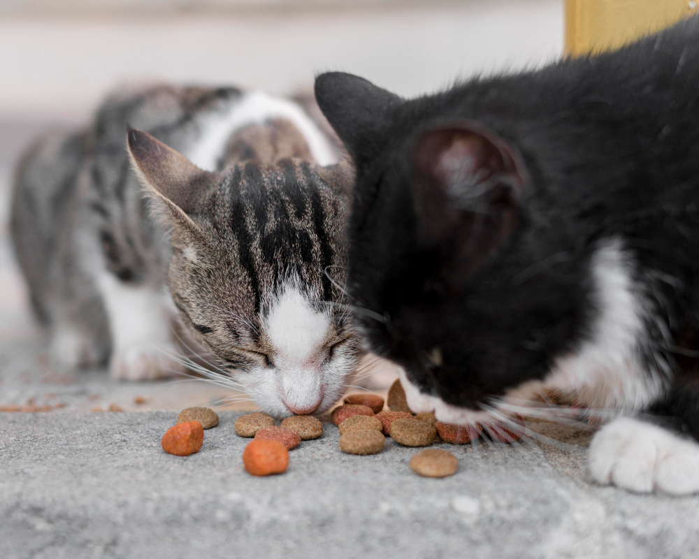 Kitten clearance always hungry