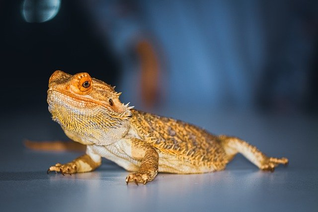 why does my bearded dragon sleep standing up