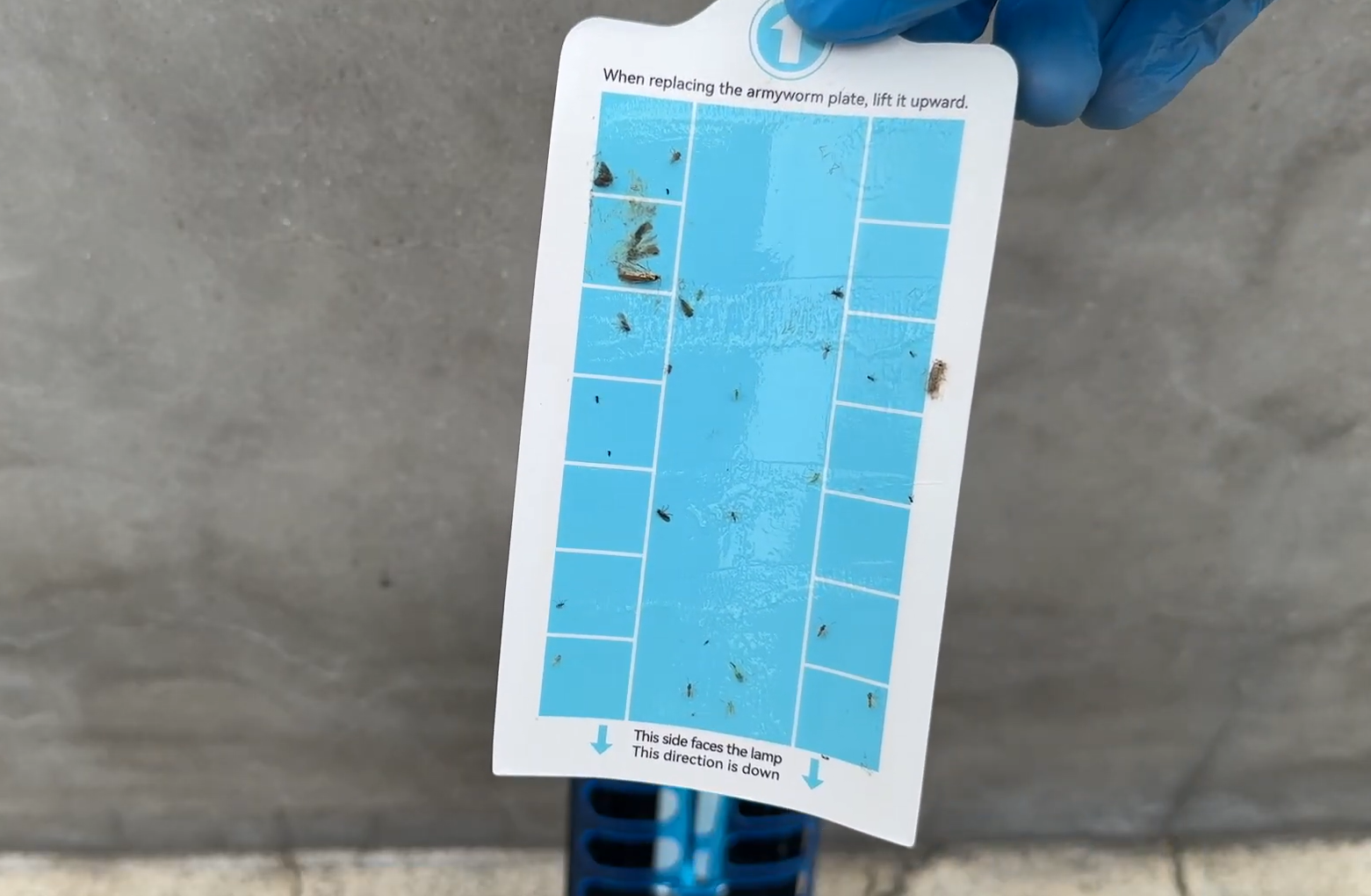 outdoor overnight test of the burlan flying insect trap