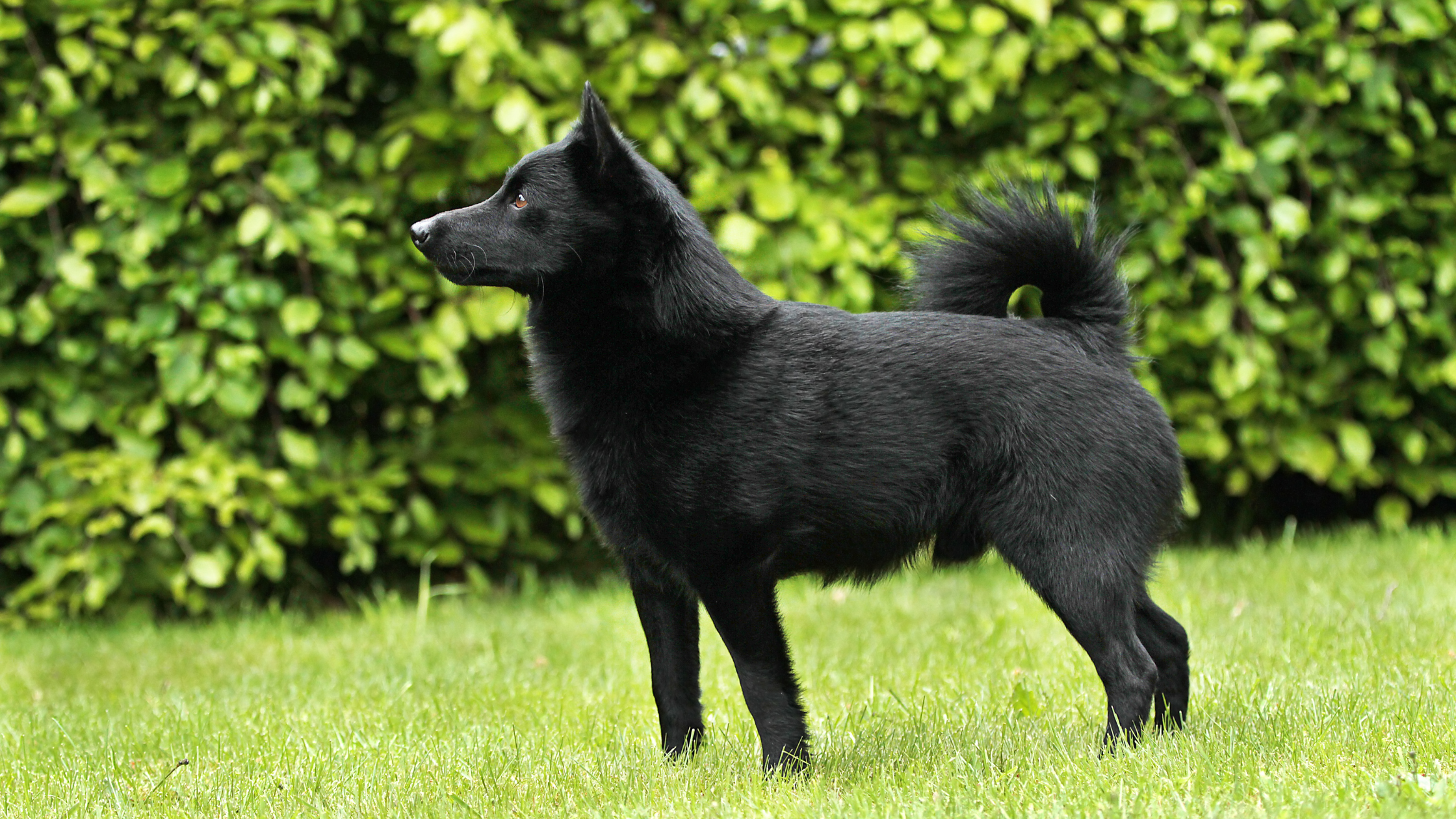 An adult Schipperke standing alert with a background of leafy shrubs