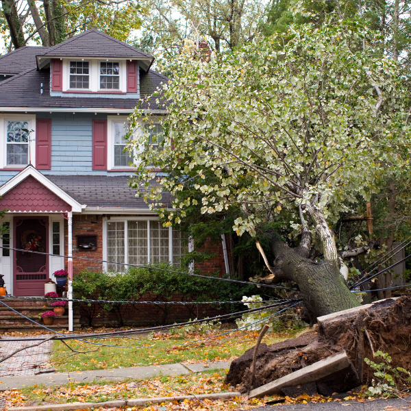 Picture of an overgrown oak tree causing damage to a house.